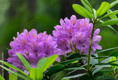 Rhododendron bushes with bright pink flowers in the forest.