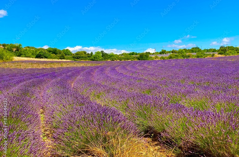 Naklejka premium lavender field in Simiane-la-Rotonde