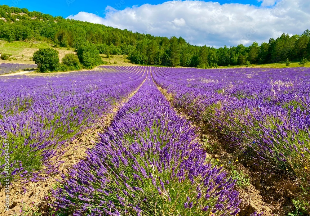 Naklejka premium lavender field in Sault