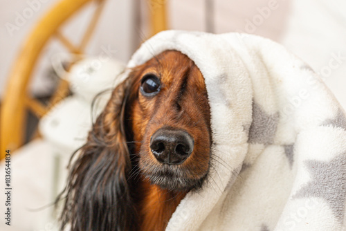 Dog under a soft white plaid blanket, enjoying warmth and comfort on a chilly day. Pet companionship and care, the bond between pets and their owners. 