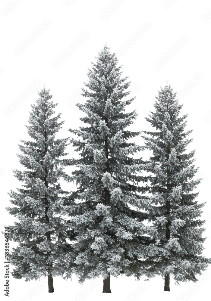 Obraz premium three towering evergreen picea trees meticulously encrusted with sharp, brilliant rime ice and frost crystals, captured against a transparent studio cyclorama background. concept of pristine winter