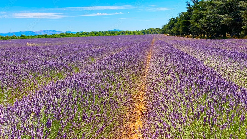 Fototapeta premium lavender field in the village of Valensole