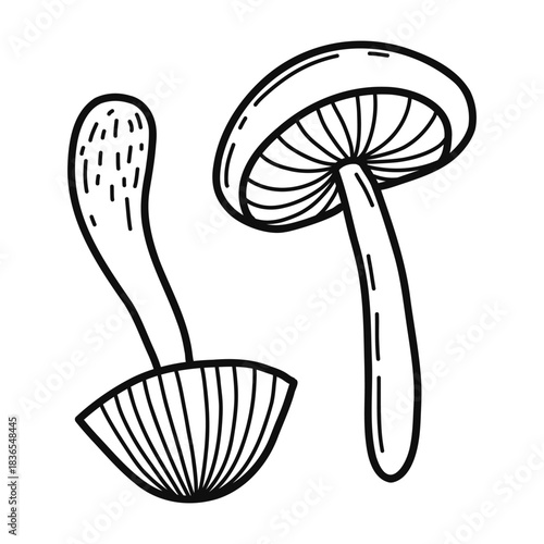 Two mushrooms are shown in a simple drawing, highlighting their distinct shapes and sizes. One mushroom has a smooth cap, and the other has a more ribbed structure