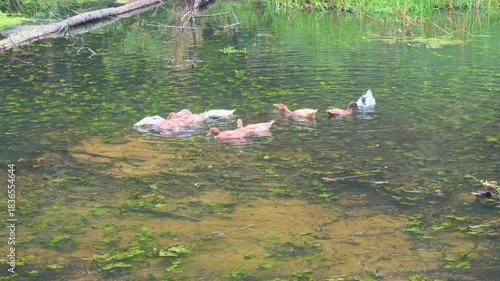 A group of domestic ducks swimming in a pond. Among them are individuals of the following breeds. American Peking Duck, Saxon Duck, Swedish Yellow Duck.