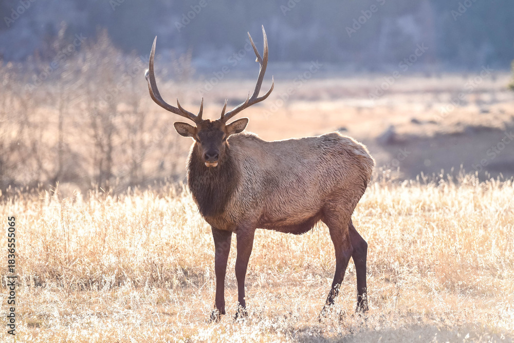 Obraz premium Elk in Meadow