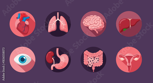 Collection of flat design icons with long shadows featuring major human internal organs for medical and anatomical presentations.
