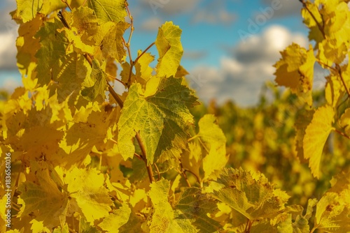 Autumn landscape: a country road surrounded by yellowed leaves and a blue sky with white clouds - a sunny day in early November