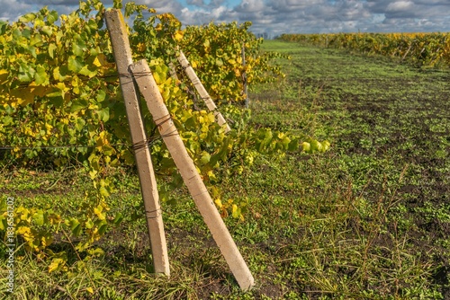 A vineyard trellis stretching with yellowed leaves in the Western Caucasus on a sunny day in late October