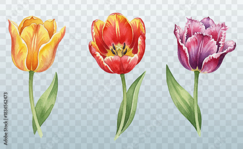 Red yellow and purple tulips stunning flowers isolated on transparent backgtound. Vector illustration, elegantspring flowers arrangement for international women's day, birthday, spring holidays.