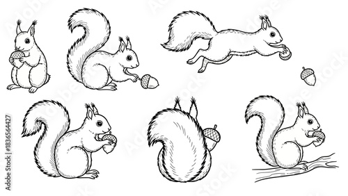 Hand-drawn sketch of squirrel with acorn in different poses showing cute wildlife scenes