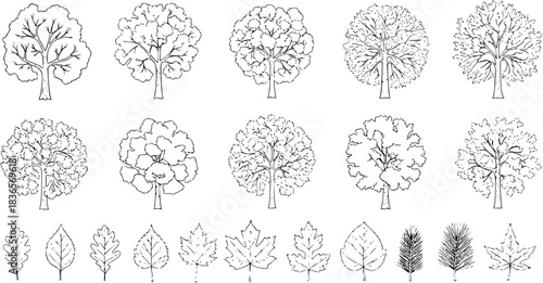 Tree top view, leaf icon set, plant illustration set for architectural design. Tree top view vector collection features diverse tree and leaf sketches for landscape planning, botanical art  VECTORE BL