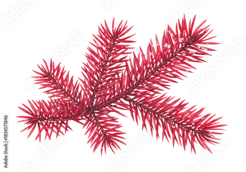 ultra-detailed watercolor fine art illustration of a lush pine branch rendered in deep crimson pigment, isolated on a transparent background, minimalist christmas decor aesthetic