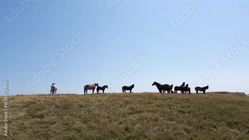 Wild Horses Standing Together on Sunny Hilltop