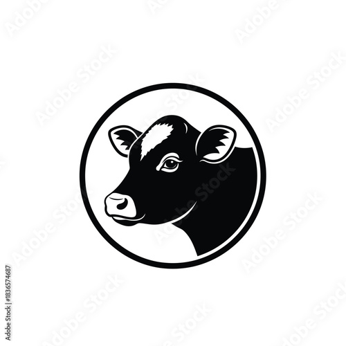 Black and white cow