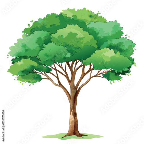Beautiful green tree illustration with layered foliage and a textured trunk, in a clean, watercolor-style design