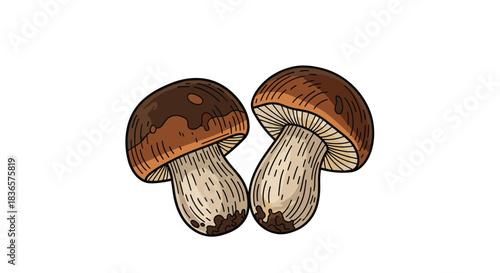 Detailed vintage-style illustration of two wild porcini mushrooms, showcasing their brown caps and thick stems on a white background.