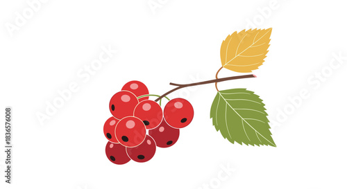 Simple flat vector illustration of a branch with a cluster of ripe red rowan berries and green and yellow autumn leaves.