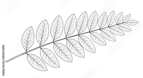 Detailed black and white botanical line art illustration of a single pinnately compound leaf, like an acacia or ash tree branch.
