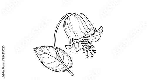 Delicate black and white line art illustration of a single bellflower with stippling shading, isolated on a white background.