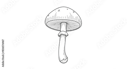 Black and white illustration of a single mushroom with a domed cap and stem.