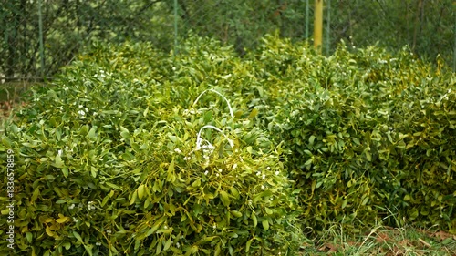 Mistletoe harvest Viscum album cut collection tree piles sale saw special on pole Christmas for market people advent with tree gold european evergreen, Europe