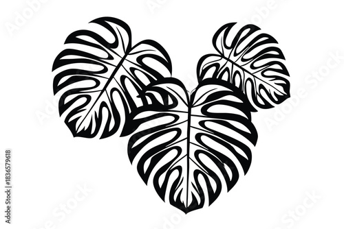 Monstera Deliciosa Leaves Cluster in Black Silhouette on White Background, Decorative Foliage