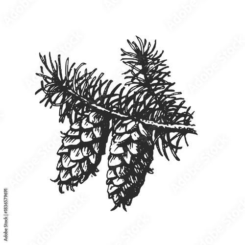 Hand drawn black and white pine cone on tree branch