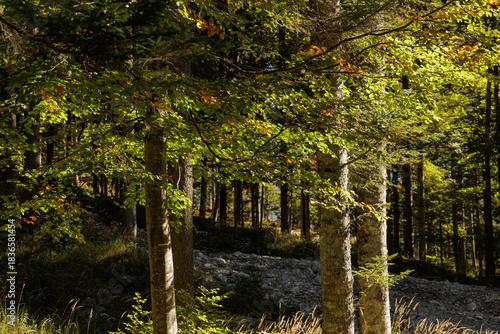 Fotografia vista dettagliata sugli interni di un fitto bosco di faggi nelle montagne del Fr