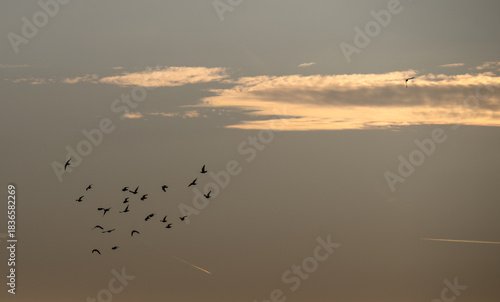 Tauben am Abenhimmel