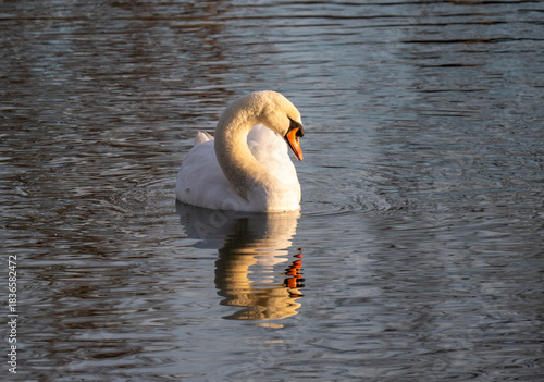 Ein Schwan spiegelt sich auf der Wasseroberfläche