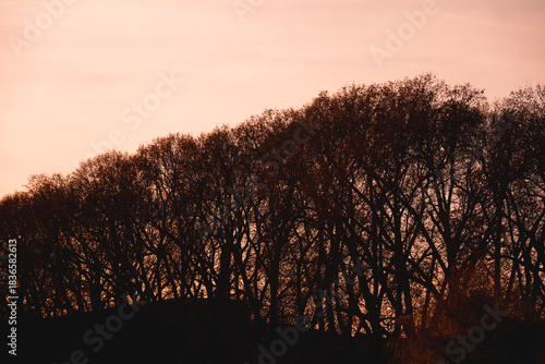 Silhouette von kahlen Baumkronen vor der tief stehenden Sonne