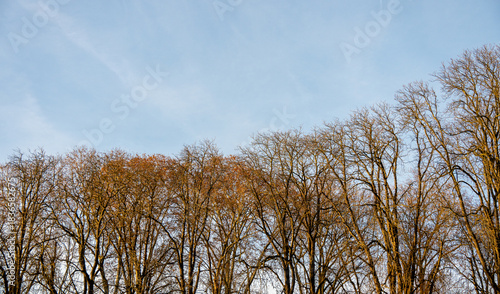 Hoch aufragenden kahle Baumkronen