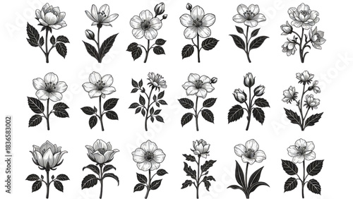 Vintage Botanical Illustrations of Flowers and Leaves Keywords: flower, floral, botanical