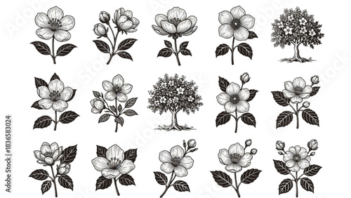 Black and white floral silhouette set with decorative flowers and leaves