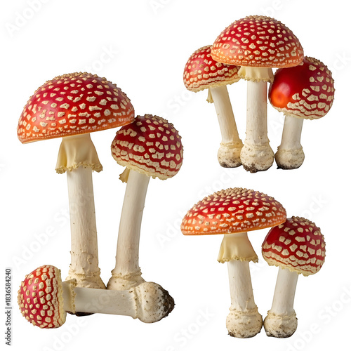 Mushroom isolated on transparent background