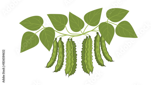 Fresh winged beans hanging from the vine with vibrant green leaves perfect for recipes and healthy eating concepts