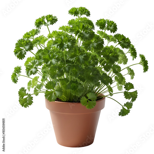 Parsley isolated on transparent background