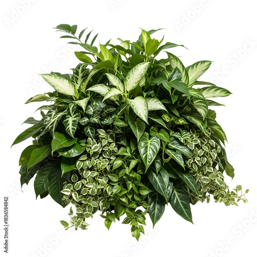 Plant isolated on transparent background