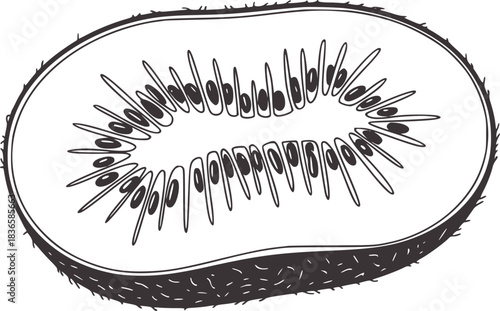 Black and white kiwi fruit slice illustration food