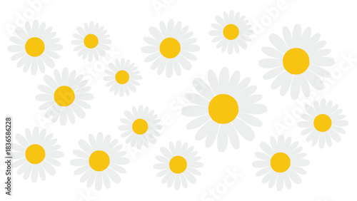 Charming scattered white daisy blossoms with vibrant yellow centers create a fresh spring garden pattern background