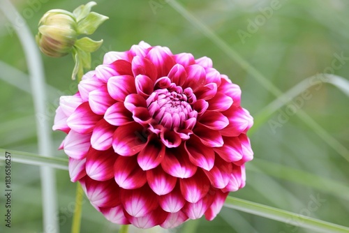 Blüte mit Knospe einer Chrysantheme