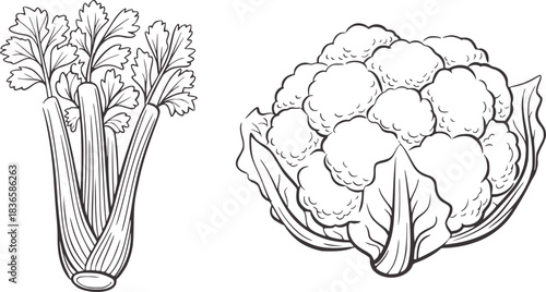 Celery stalks and cauliflower head line art vegetable