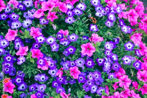 blühende Petunien als Blumenfeld