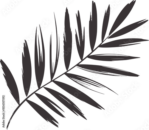 Dark grey palm frond silhouette on white background