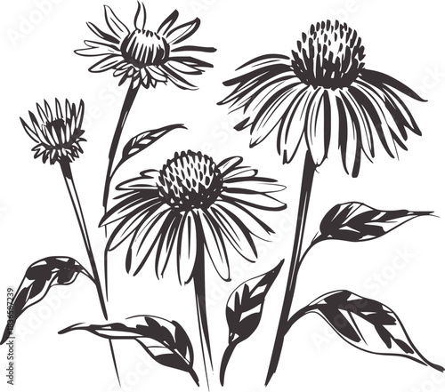 Wallpaper Mural Echinacea flowers sketch drawing dark grey floral Torontodigital.ca