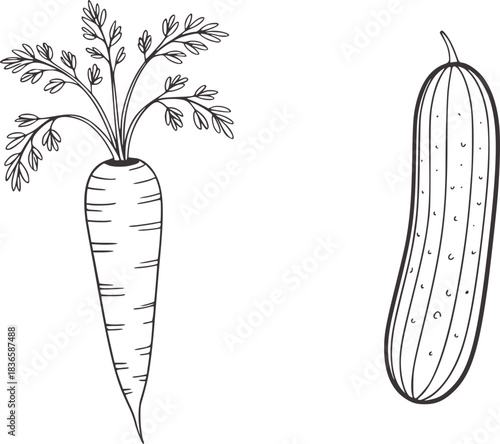 Hand drawn carrot and cucumber line art vegetable food