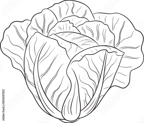 Outline drawing of a whole cabbage vegetable food