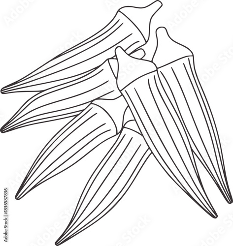 Outline drawing of okra pods on white background vegetable
