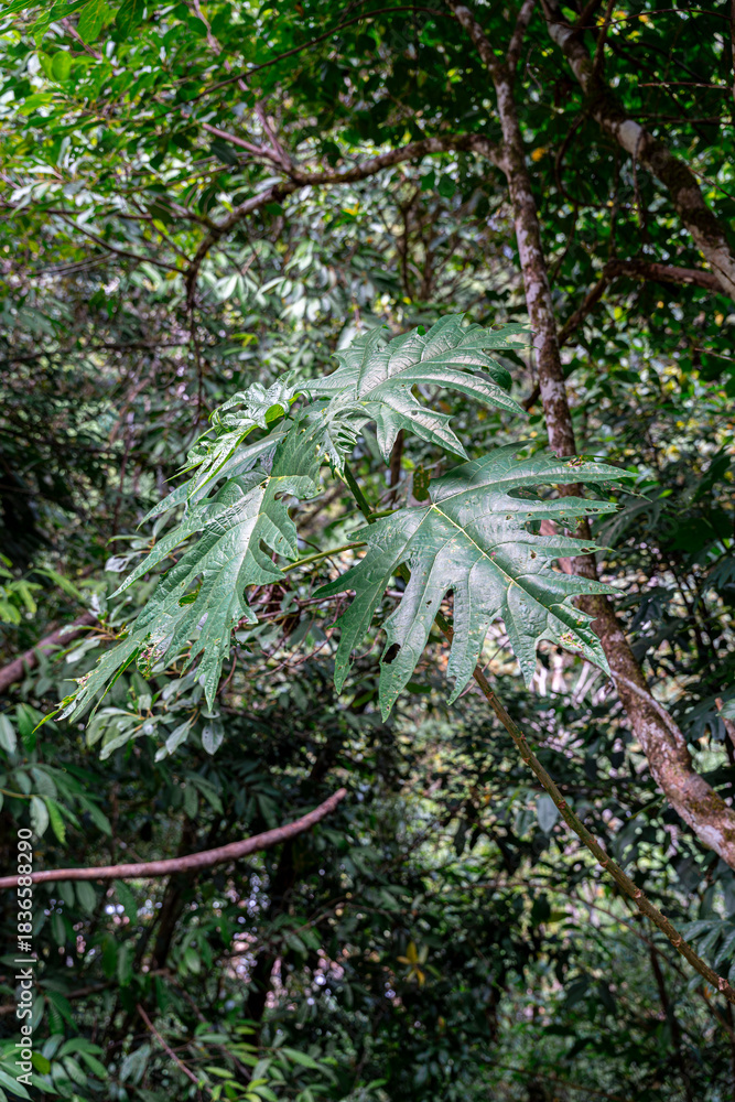 Fototapeta premium Tropical leaf in dense rainforest vegetation of Tingo María Peru showing humid jungle environment and natural flora textures.