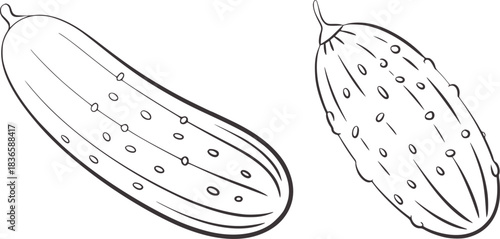 Two line art cucumbers on white background vegetable